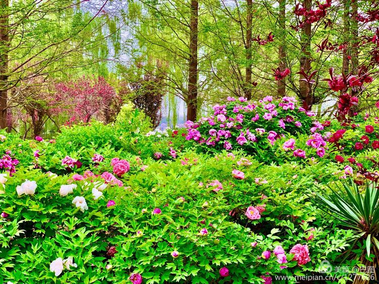洛阳四月，牡丹花已开，公园里万紫千红，等你来