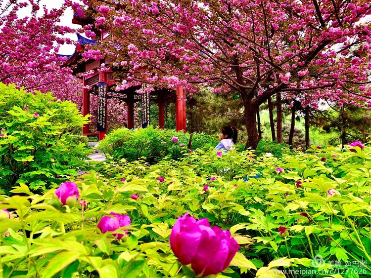 洛阳四月，牡丹花已开，公园里万紫千红，等你来