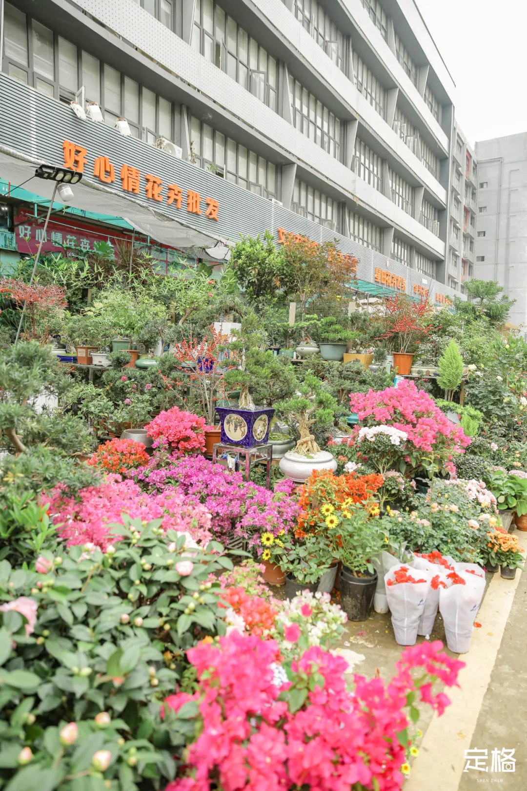 深圳这条街，到处都是花花花